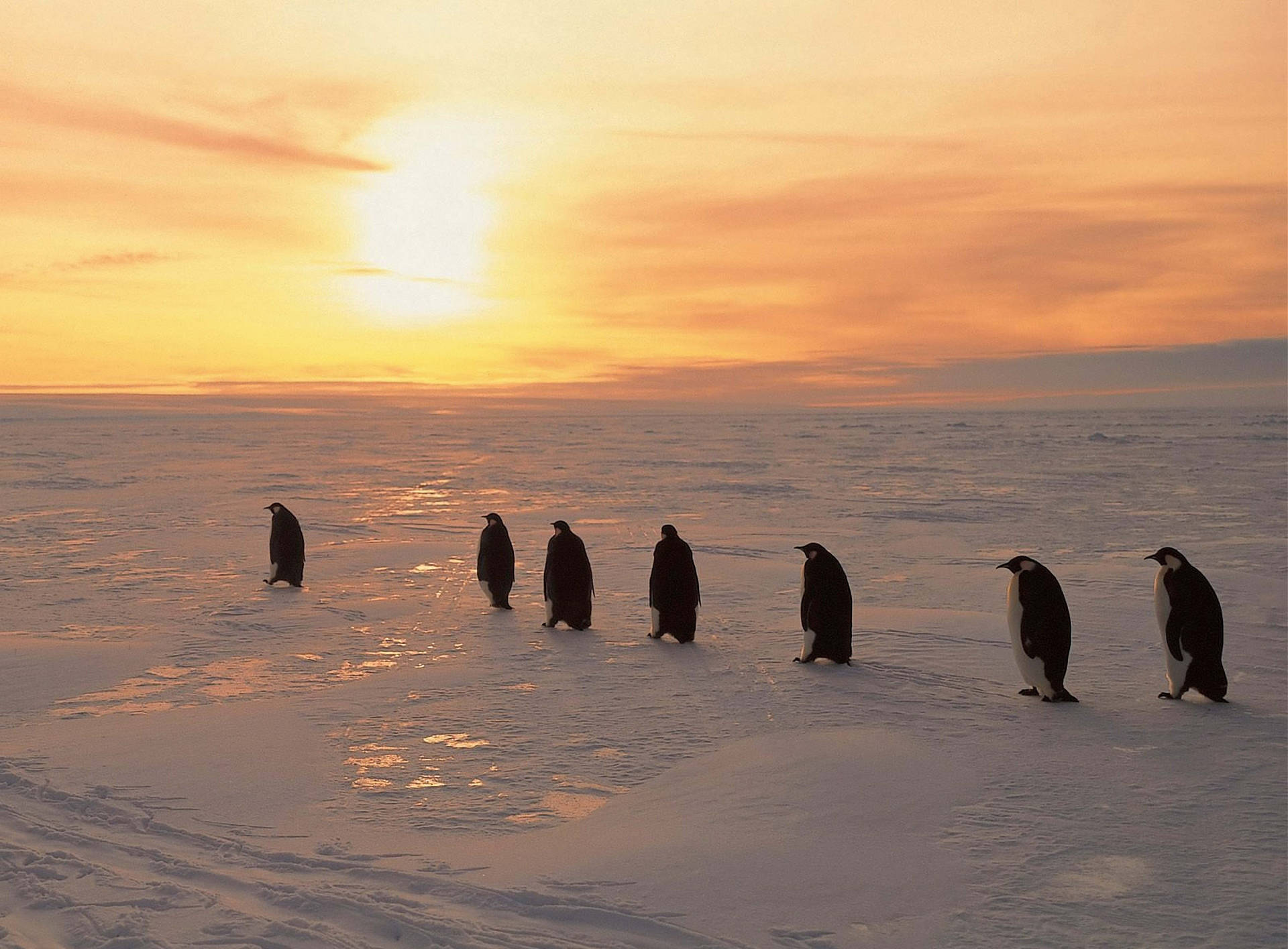 Penguins Snowy Sunrise