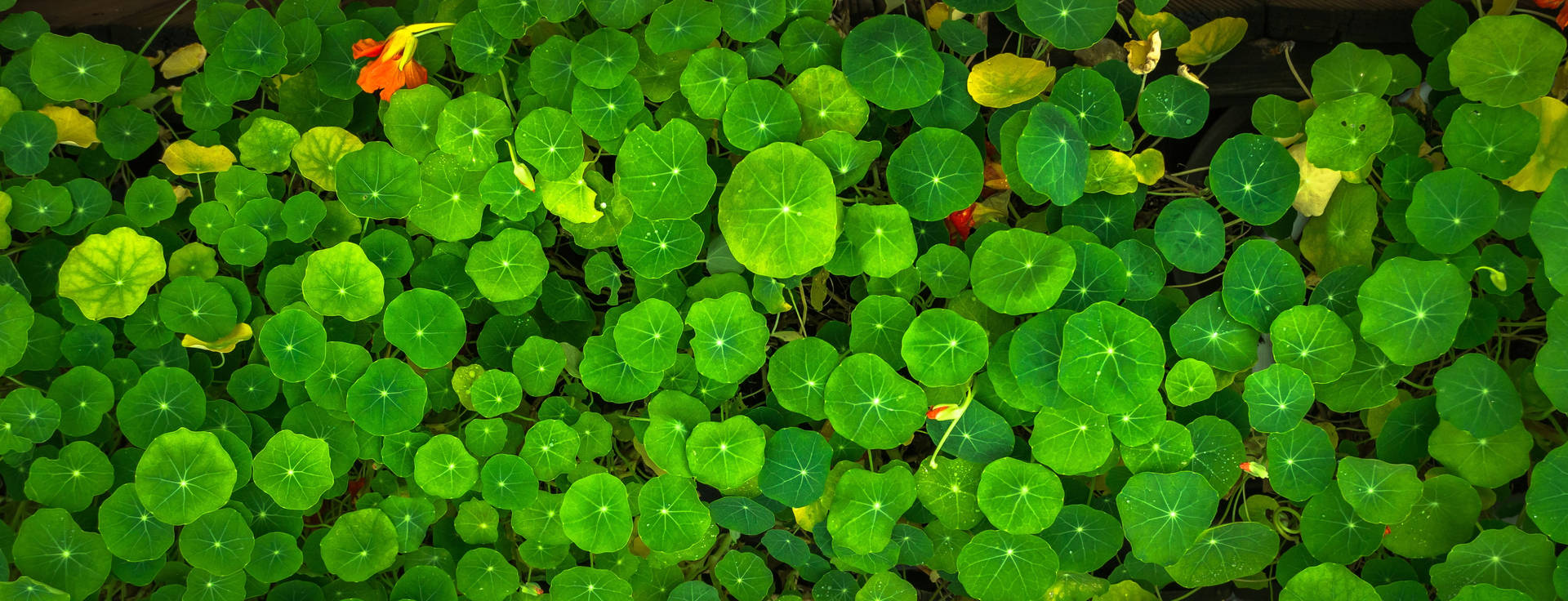 Pennywort Green Leaves