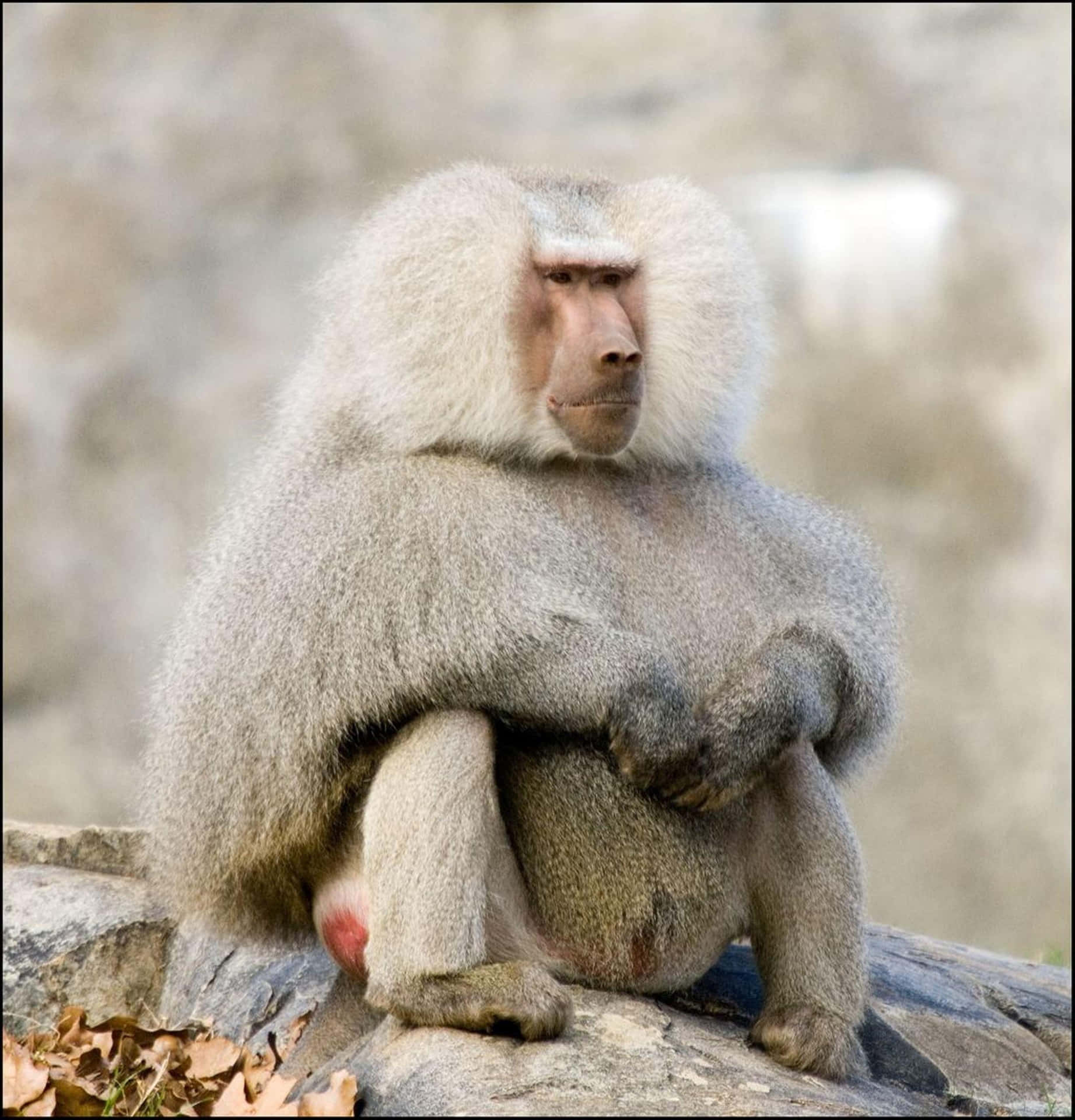 Pensive Baboon Sittingon Rock Wallpaper