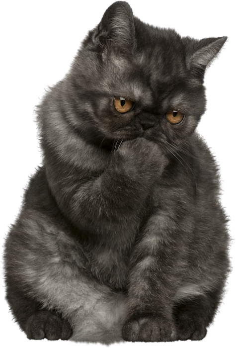 Pensive Black Cat PNG