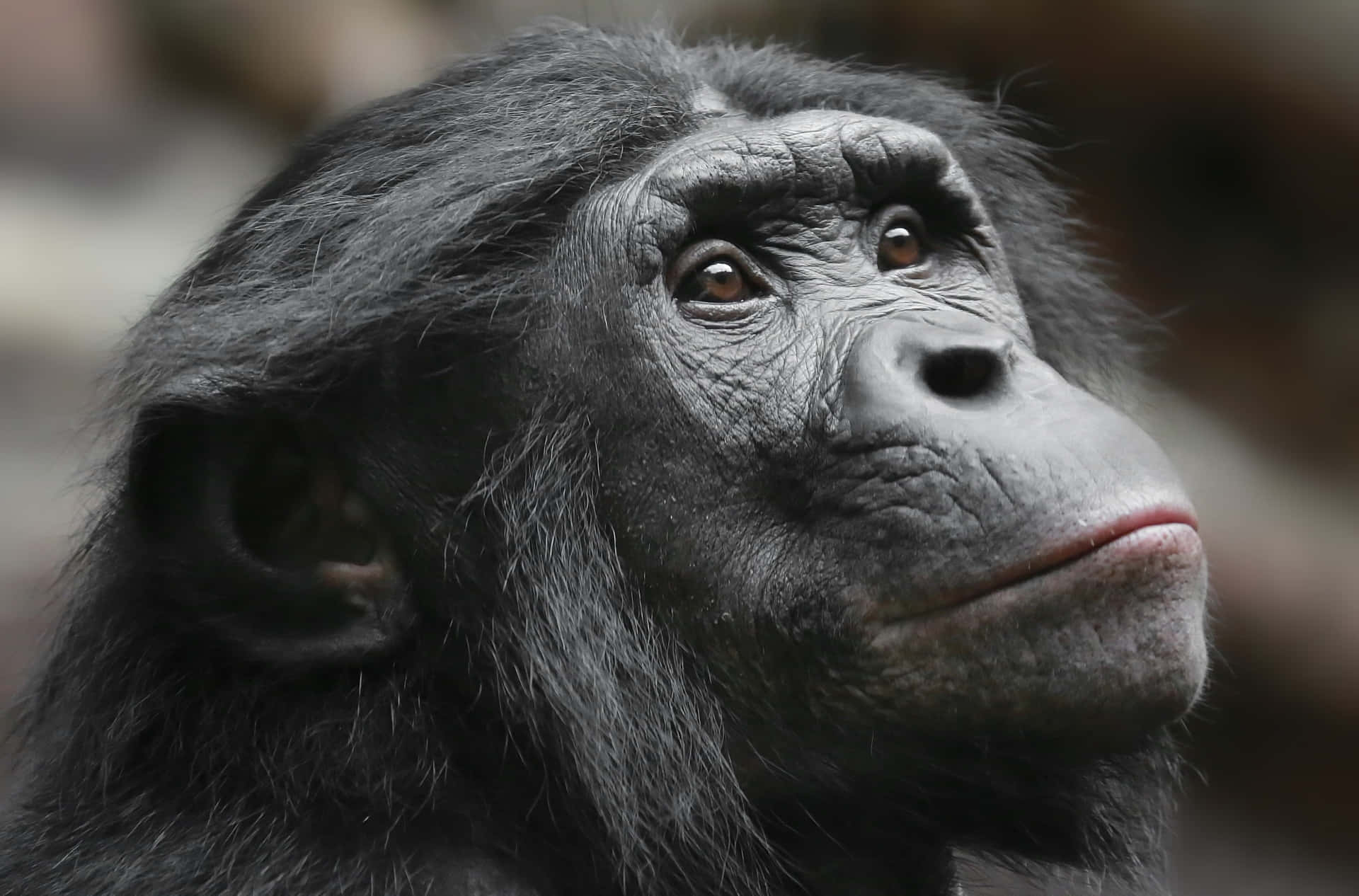 Pensive_ Bonobo_ Portrait Wallpaper