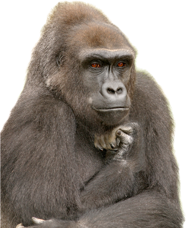 Pensive Gorilla Portrait PNG