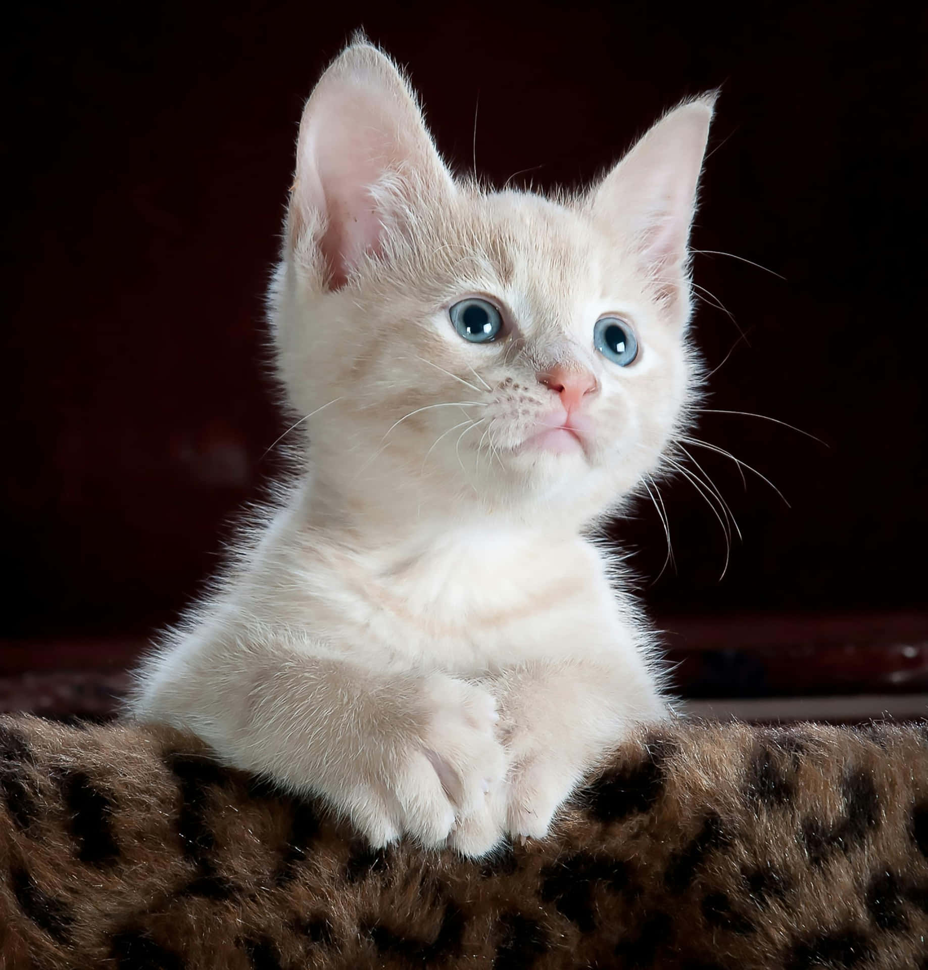 Chaton Pensif Sur Surface Brune Fond d'écran