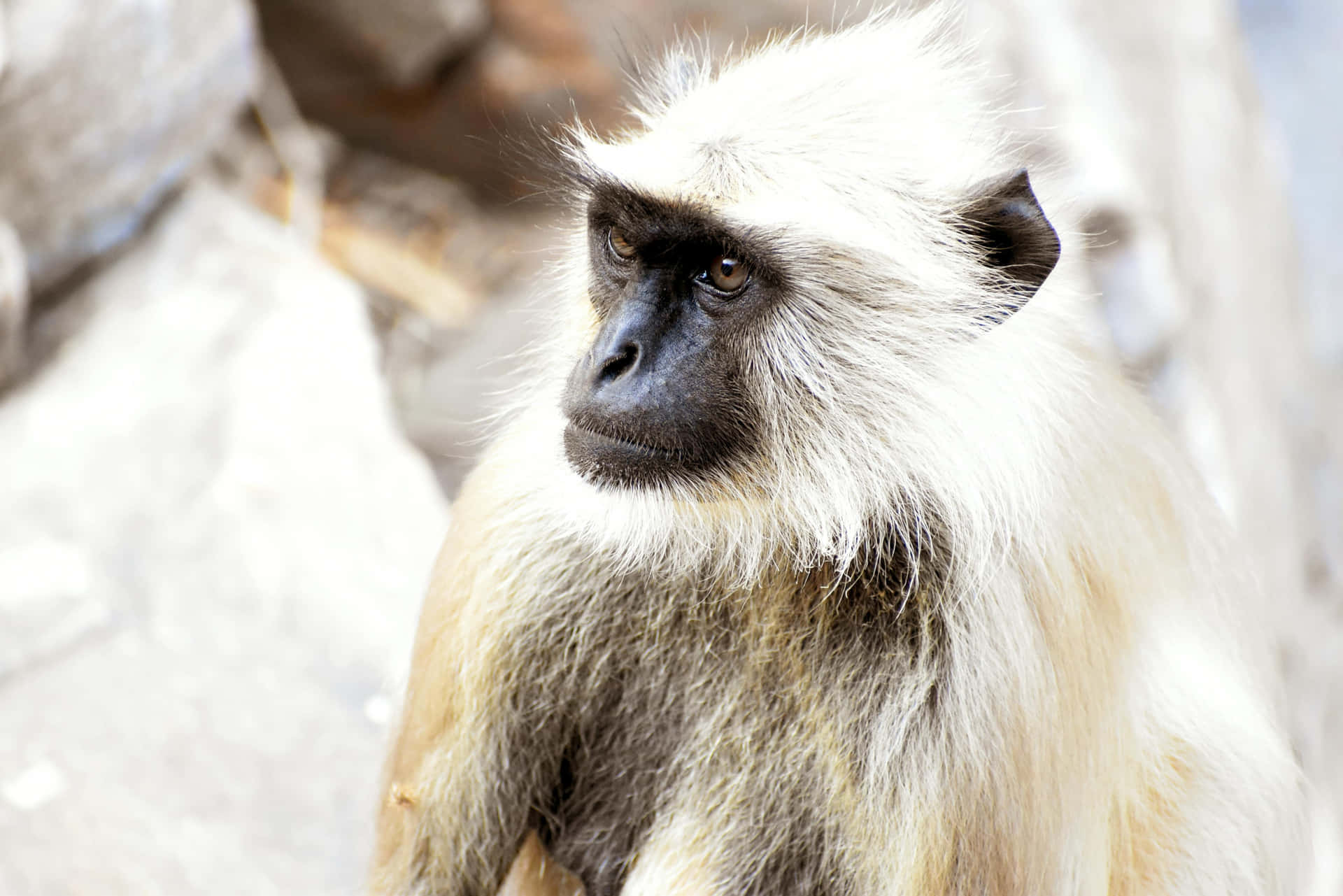 Pensive Langur Monkey Wallpaper