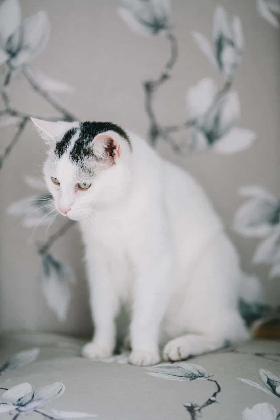 Chat Pensif Sur Fond Floral.jpg Fond d'écran