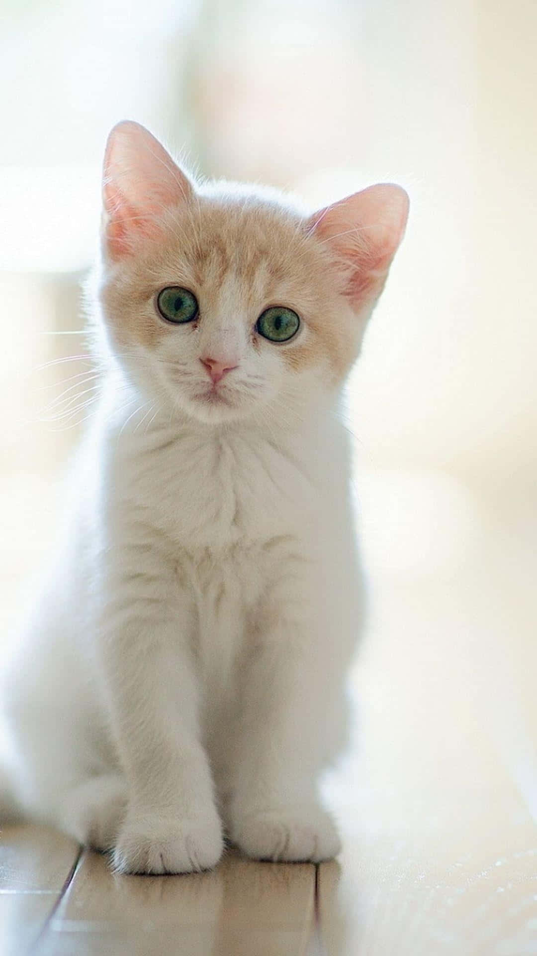 Portrait D'un Chaton Blanc Pensif.jpg Fond d'écran