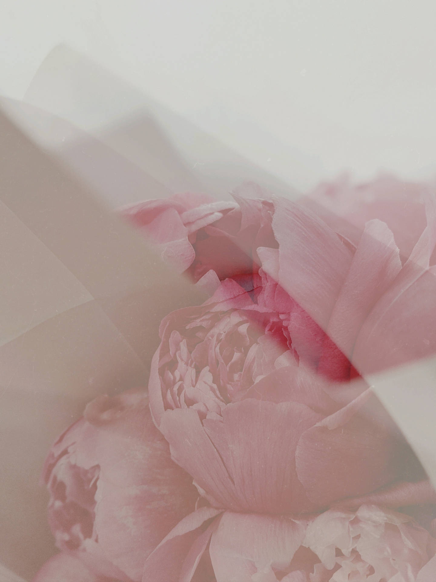 Peonies Pink Flowers Aesthetic Photo Filter Wallpaper