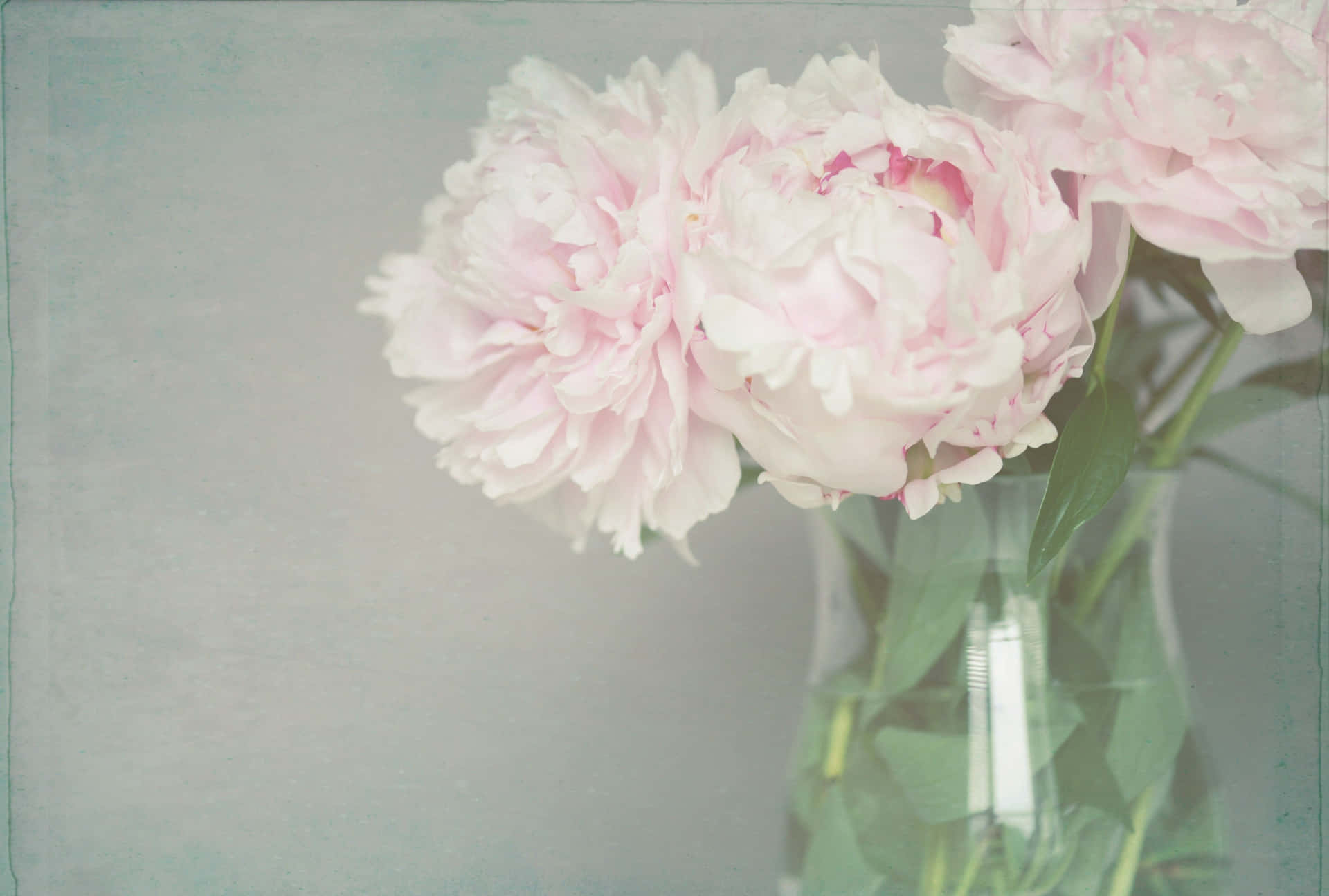 Download Peony Background | Wallpapers.com