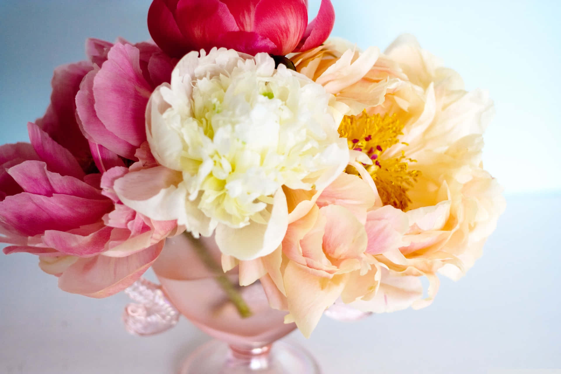 Celebrate spring with beautiful pink peonies