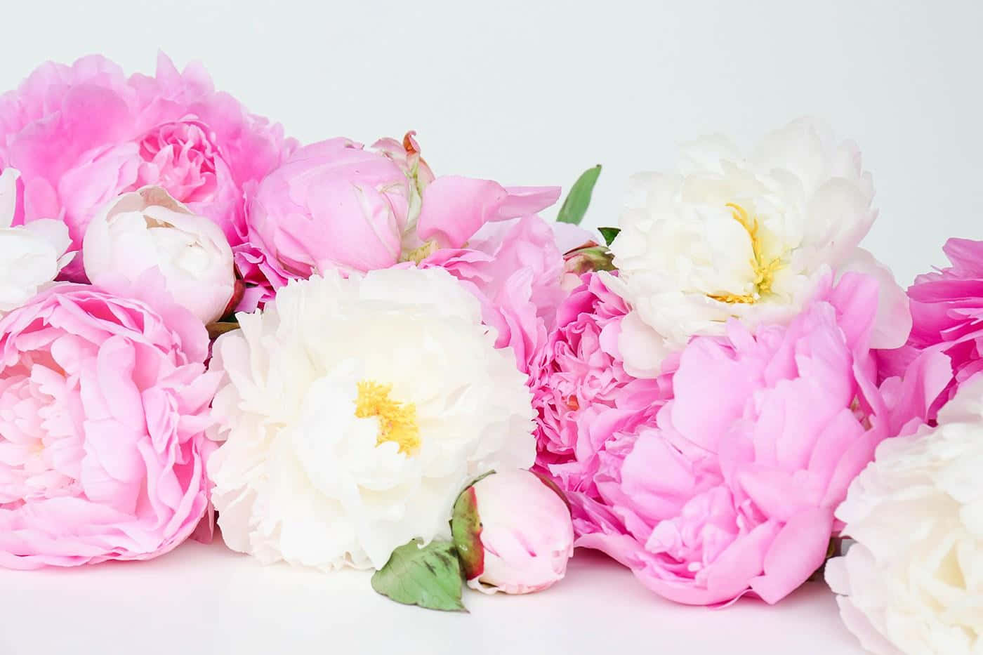 A beautiful bouquet of delicate peonies