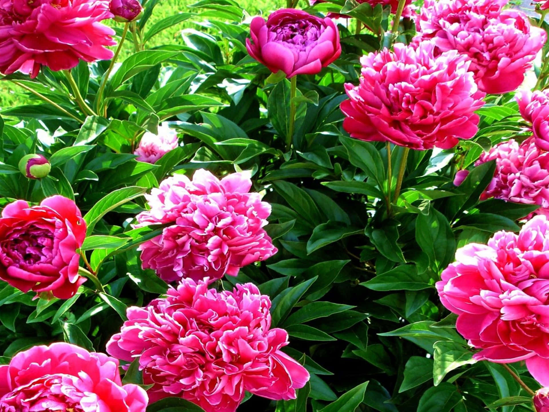 Colorful Peonies in a Pot