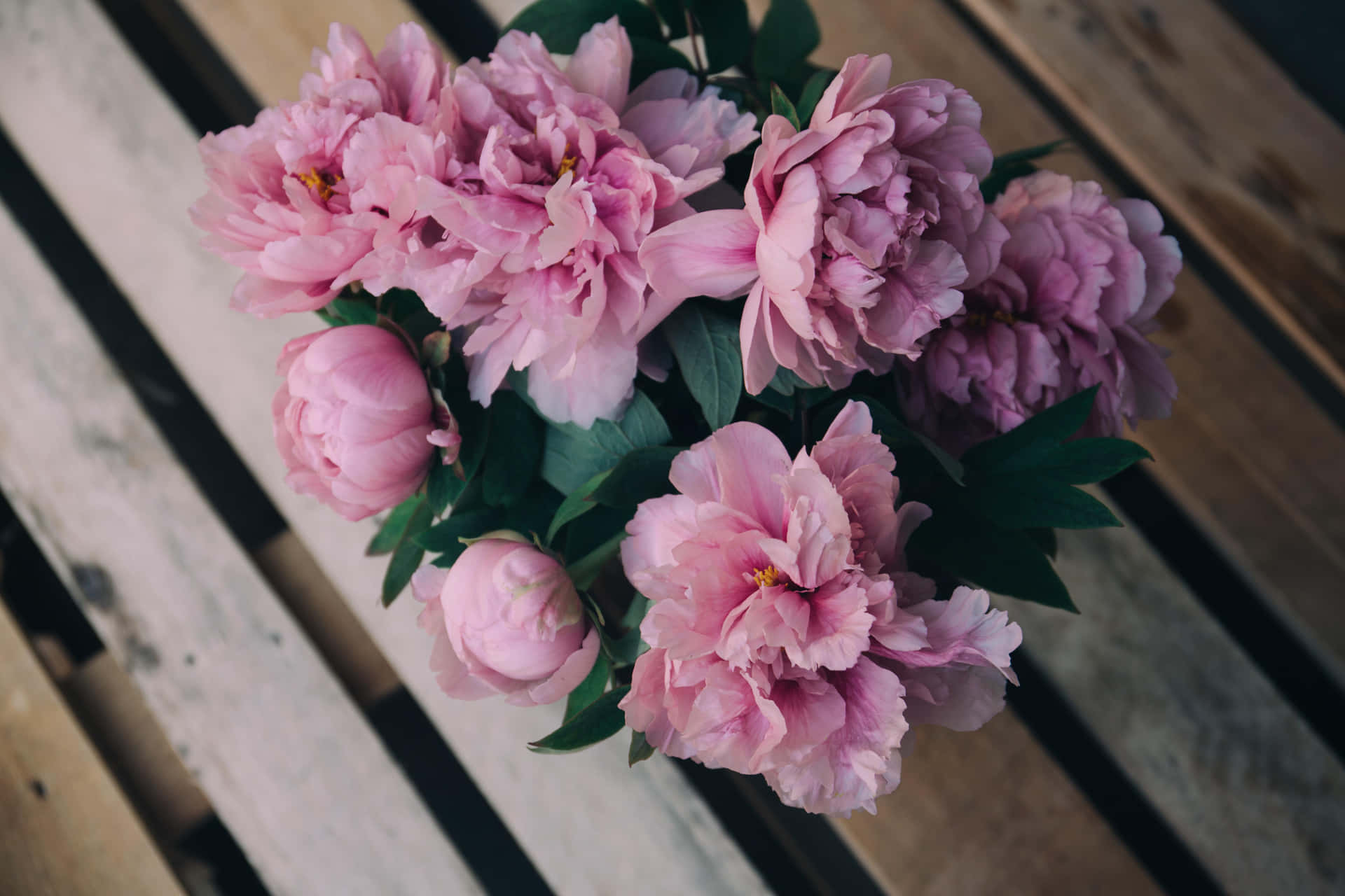 Unvibrante Fiore Di Peonia Rosa In Piena Fioritura Aggiunge Bellezza E Colore A Qualsiasi Ambiente.