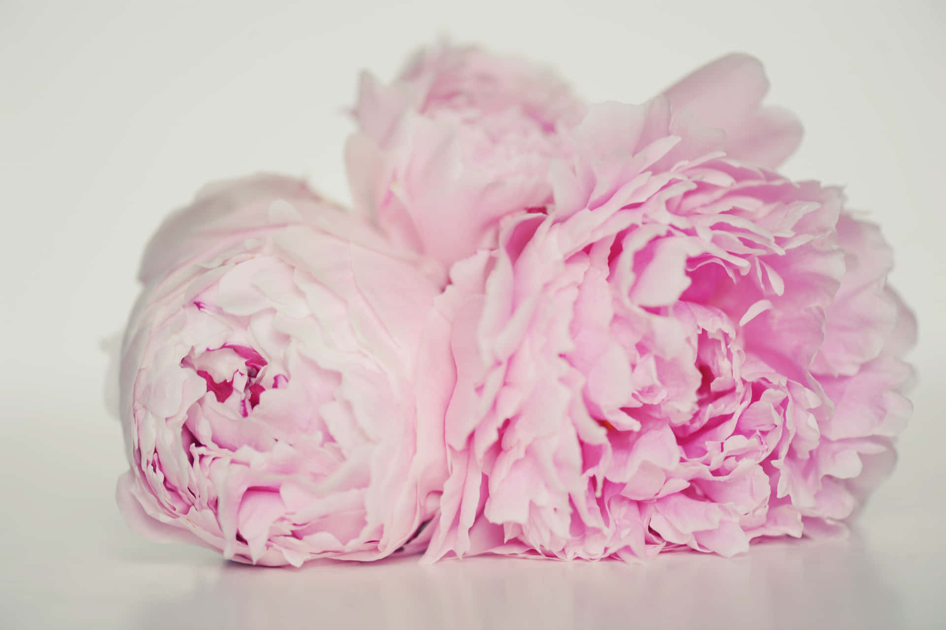 Splendidofiore Di Peonia Rosa E Bianco In Un Giardino Vibrante.