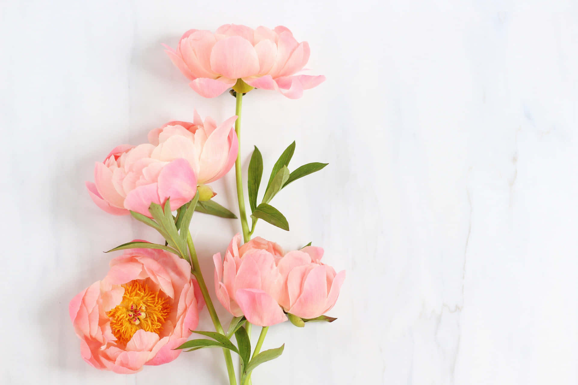 pink peonies on a marble background