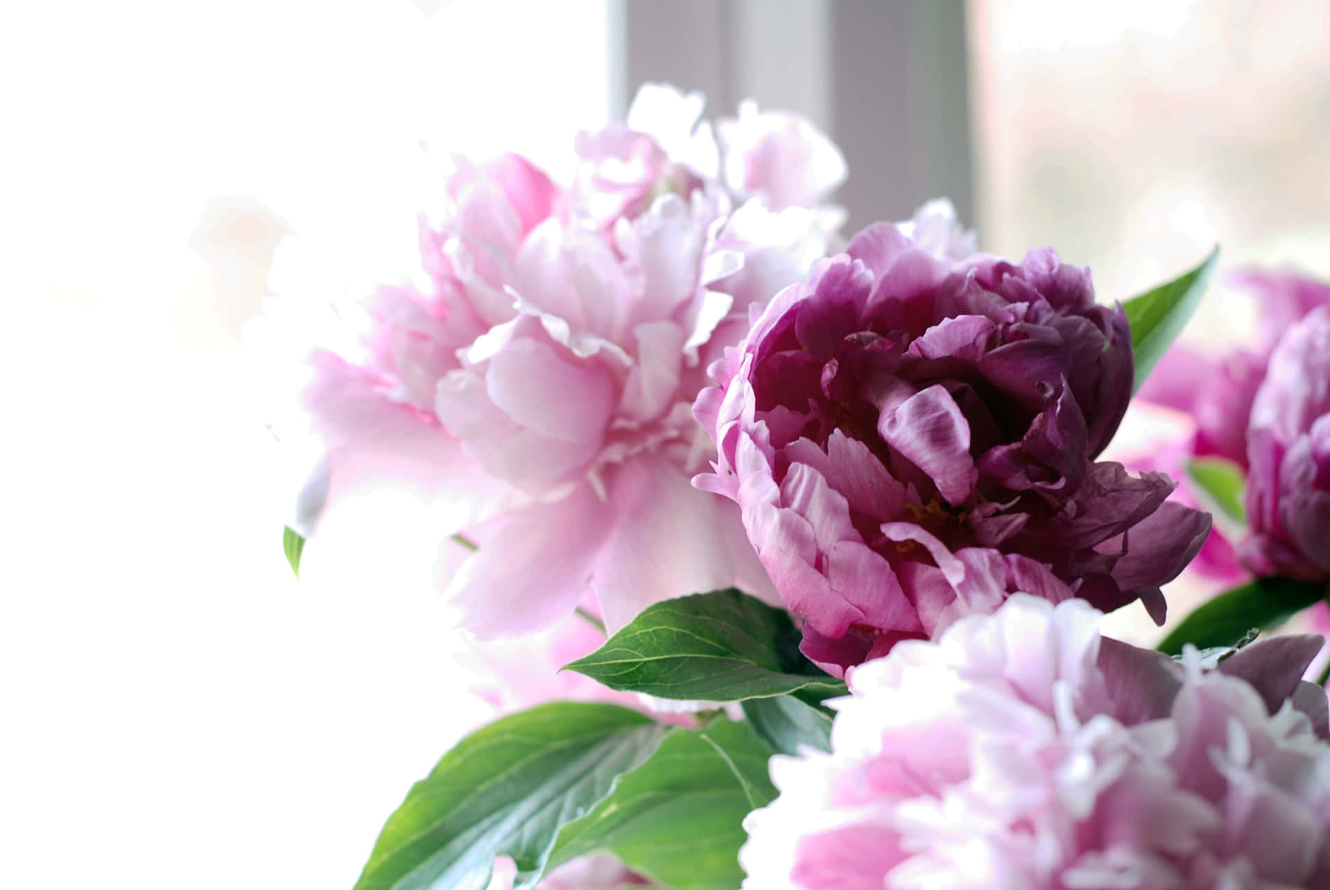 Bilden Rosablommig Pion Blommar