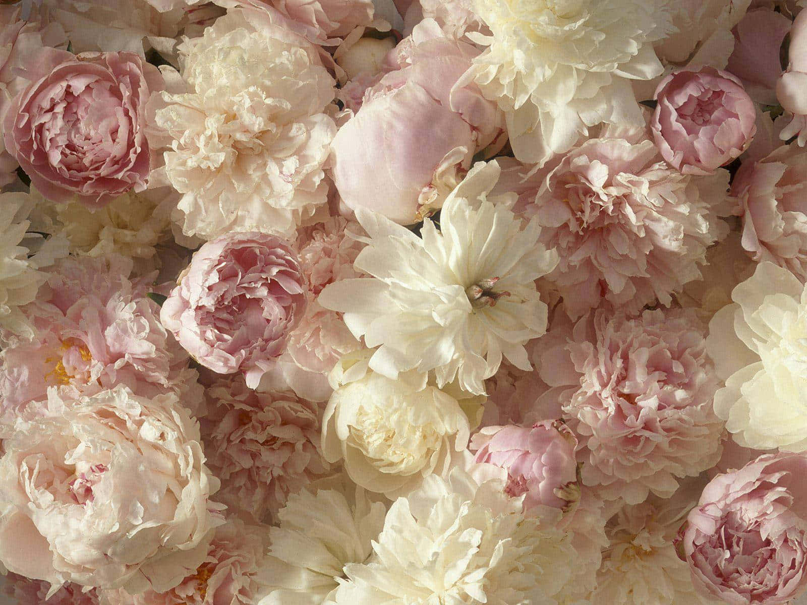 Peony Blossoms Aesthetic Background Wallpaper