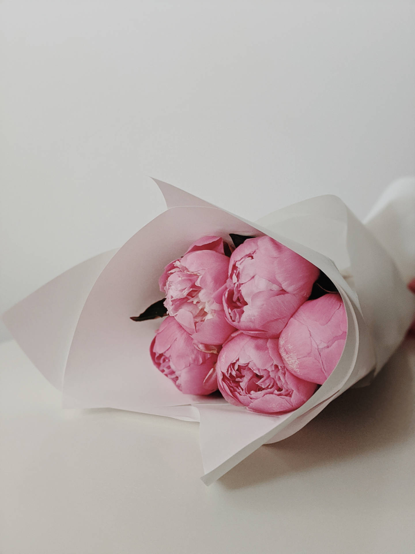 Buquêde Peônia Para Estética De Flores Rosa. Papel de Parede