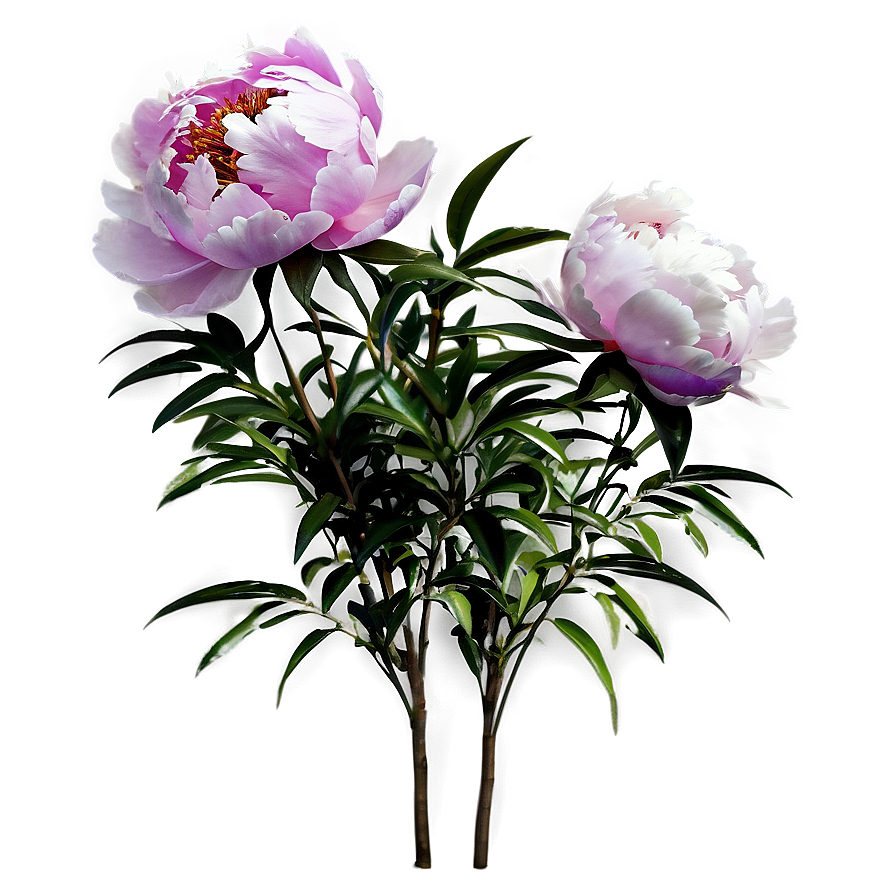 Peony Flower Bush Png Rtd PNG