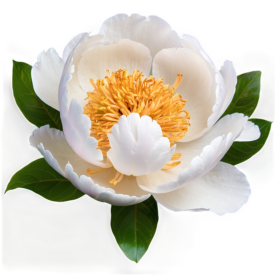 Peony Flower Transparent Png 05252024 PNG