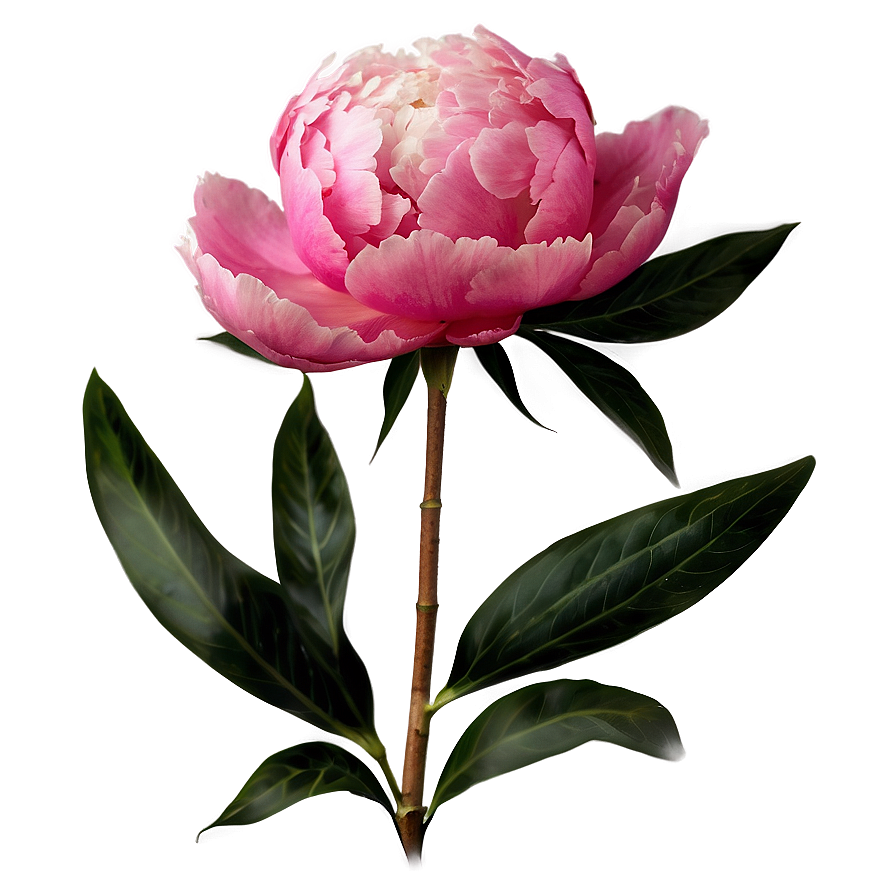 Peony Flower Transparent Png Bnv PNG