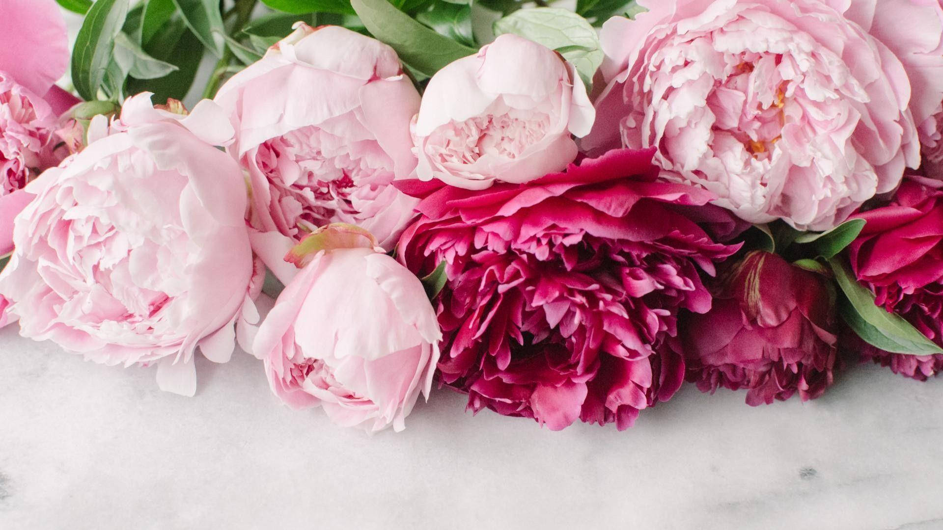 Download Peony Flowers In Shades Of Pink Wallpaper 