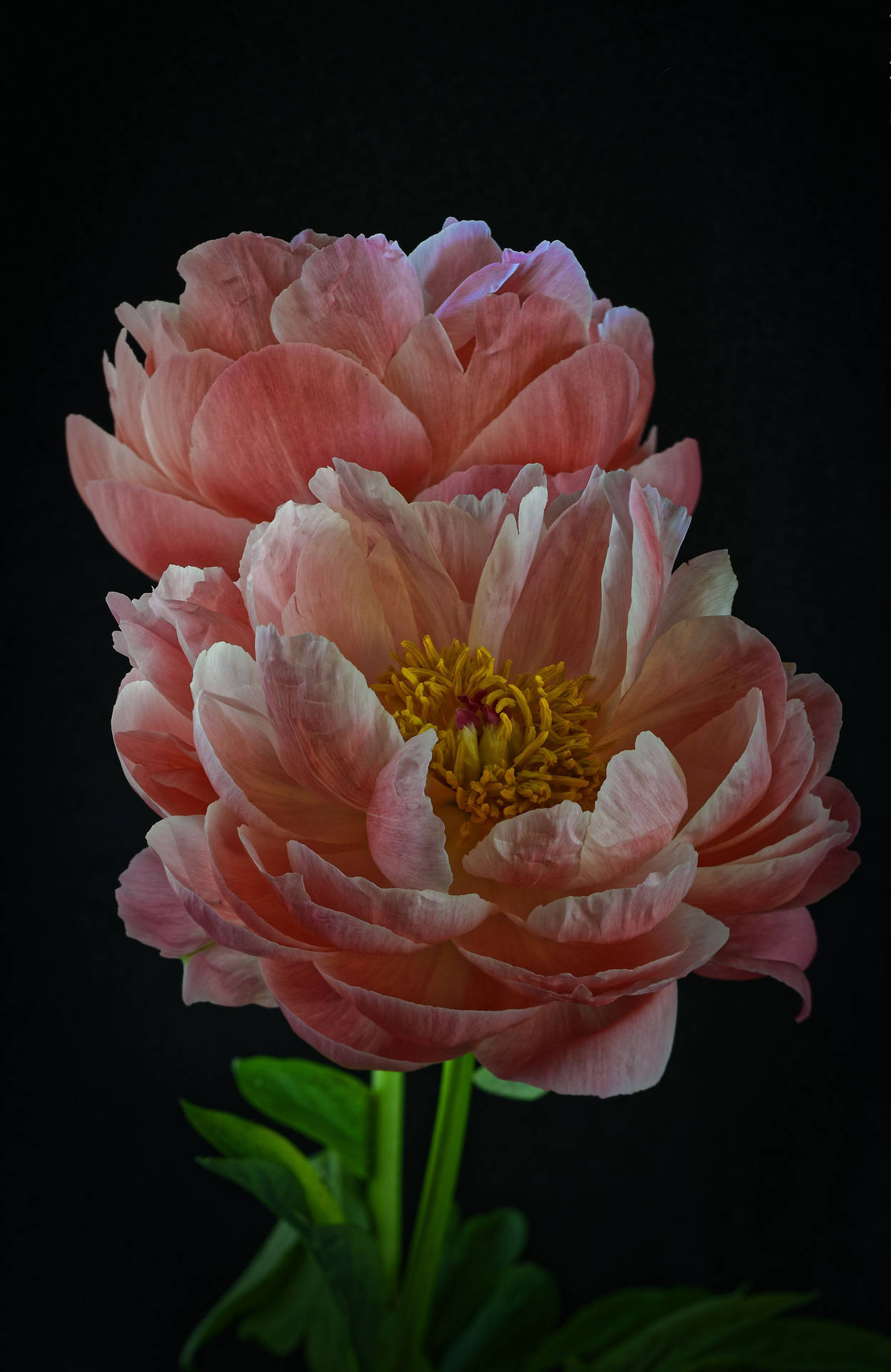 Peony Flowers With Black Background Wallpaper
