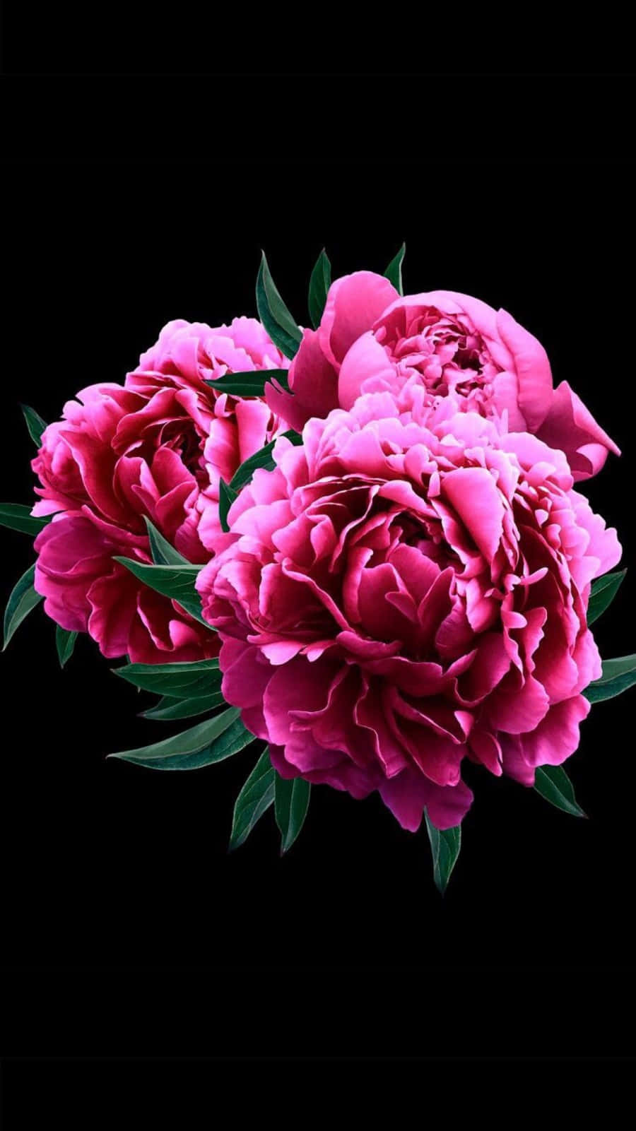 Njutav Den Fantastiska Blomningen Av Rosa Pionblommor Med De Livliga Färgerna På Din Iphone. Wallpaper