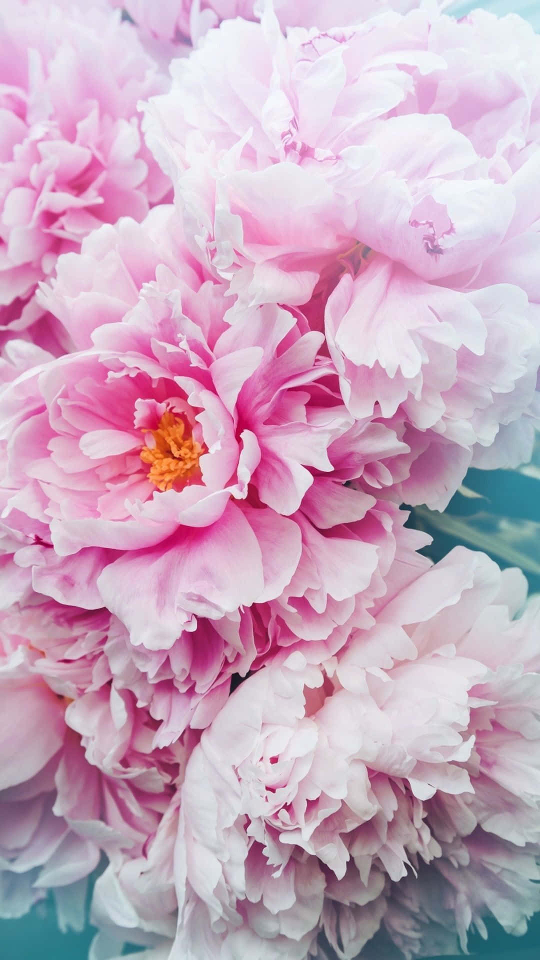 Unahermosa Flor De Peonía En Plena Floración En Un Iphone. Fondo de pantalla
