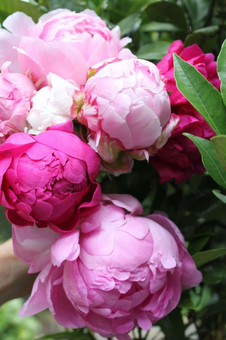 A Person Is Holding A Bunch Of Pink Peonies Wallpaper