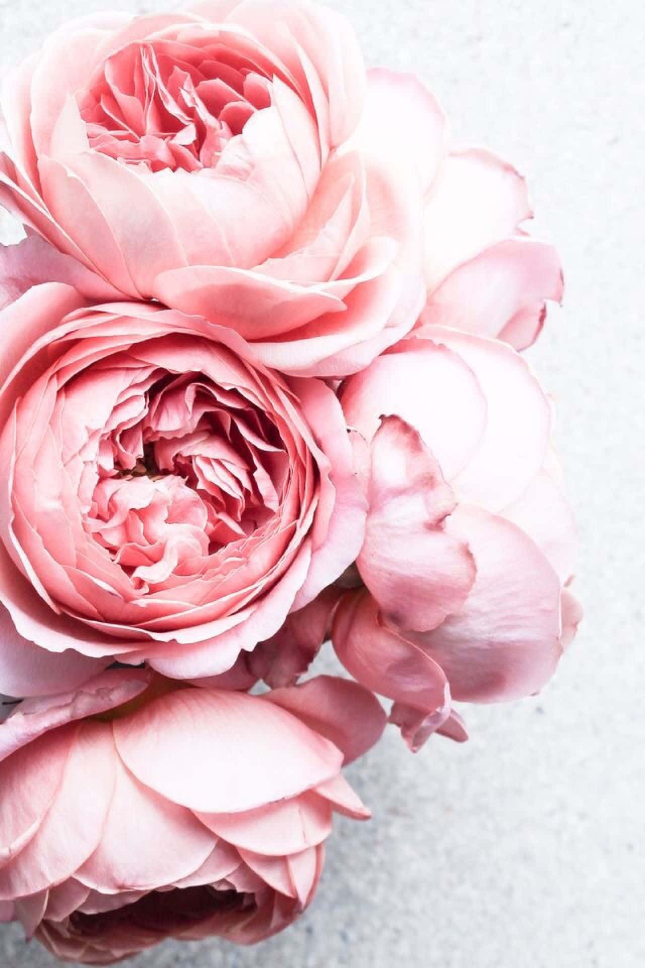 Get the perfect look for your iPhone with Peony Wallpaper