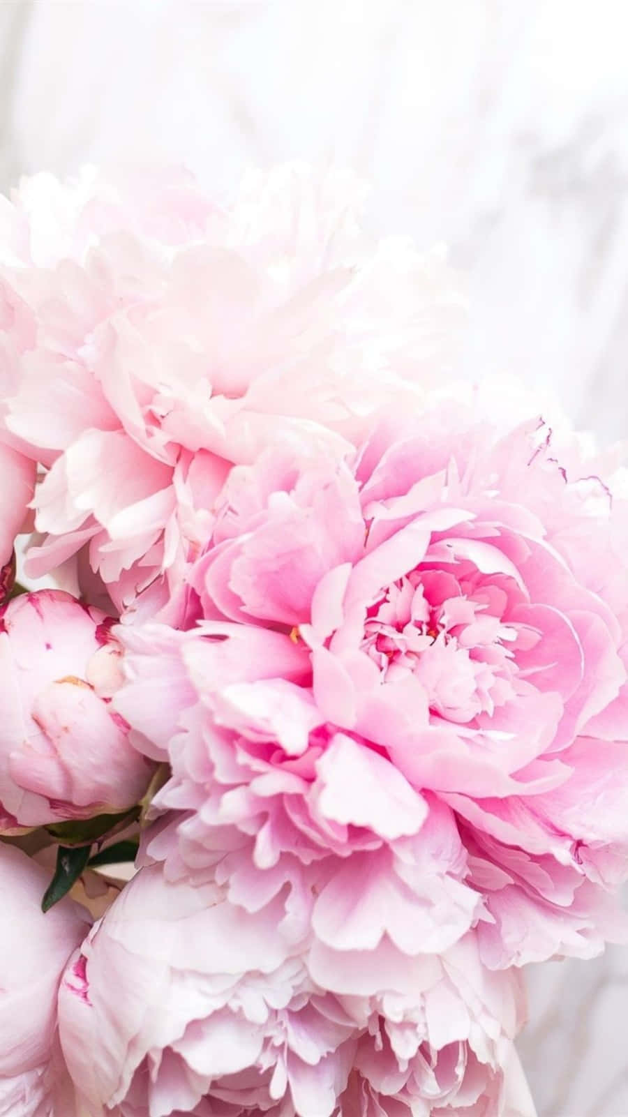 Pink Peonies In A Vase On A Marble Table Wallpaper