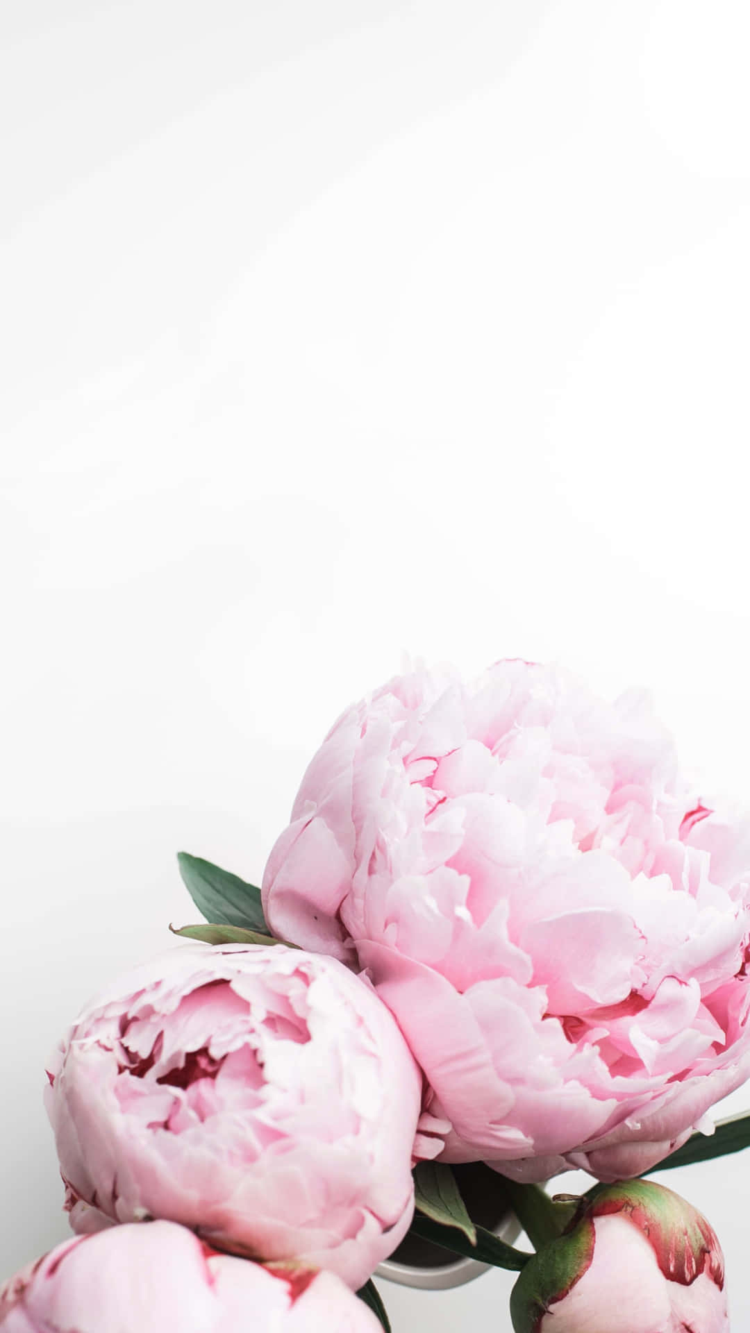 Rosapfingstrosen In Einer Vase Auf Weißem Hintergrund Wallpaper