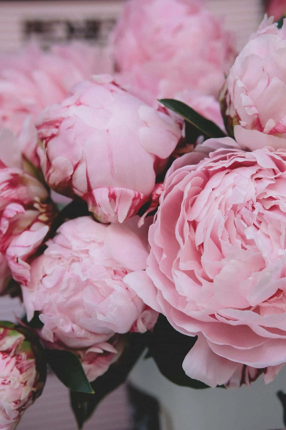 Pink Peonies In A Vase On A Table Wallpaper