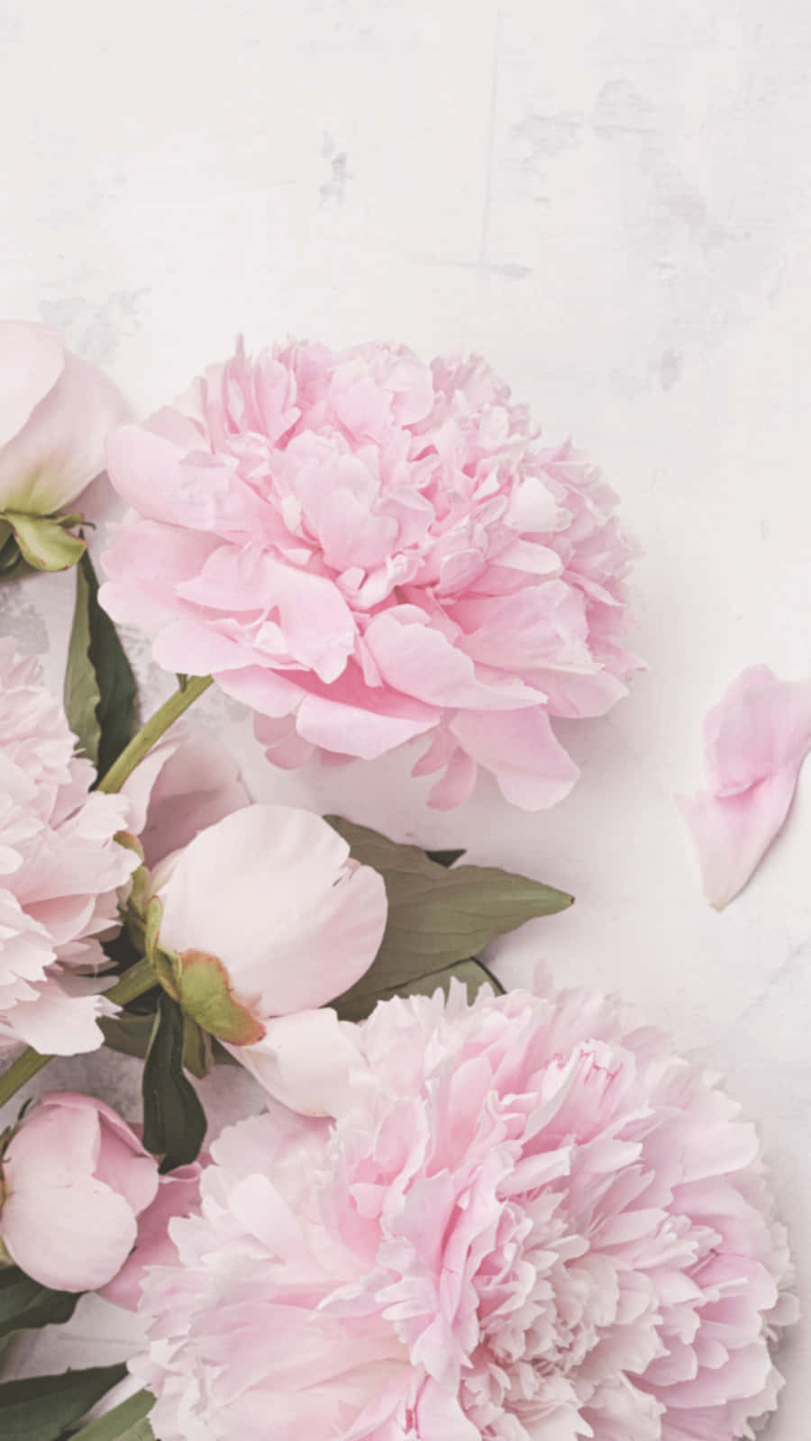 Affascinanteesposizione Floreale Di Peonia Rosa Chiaro Per Iphone. Sfondo
