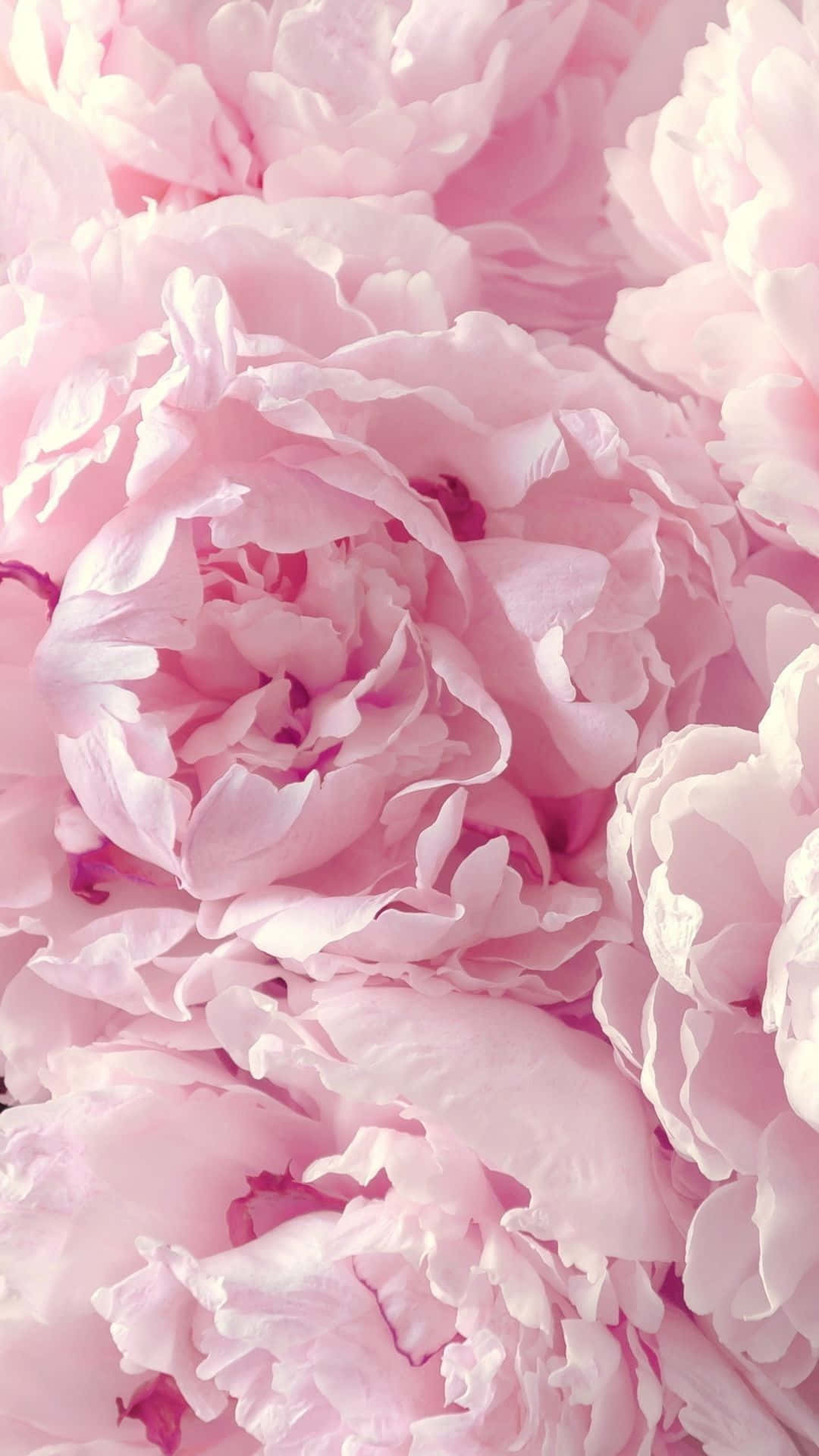 Pink Peonies In A Close Up View Wallpaper