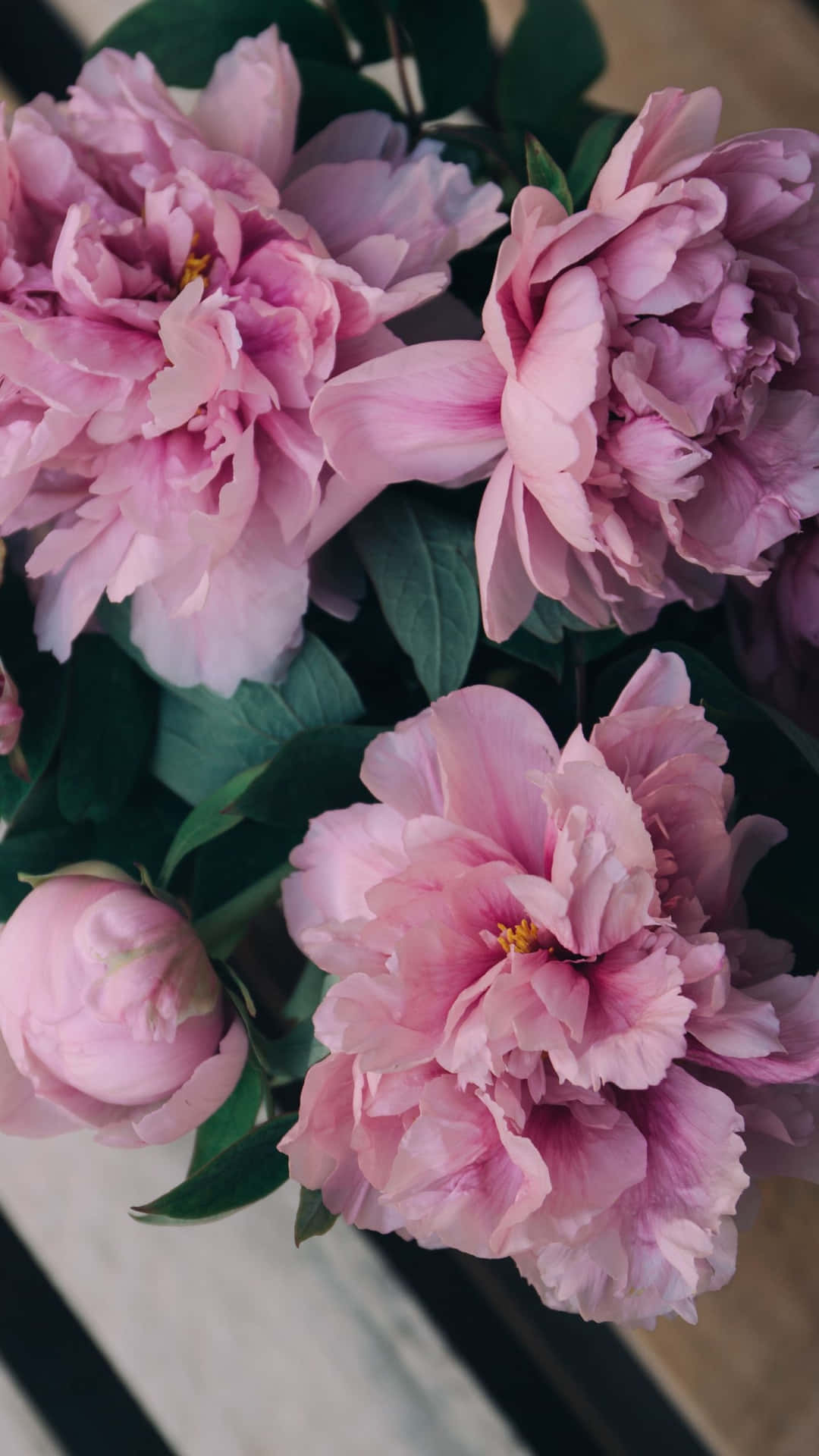 Every Peony Iphone Comes Packed With Innovative Features! Wallpaper