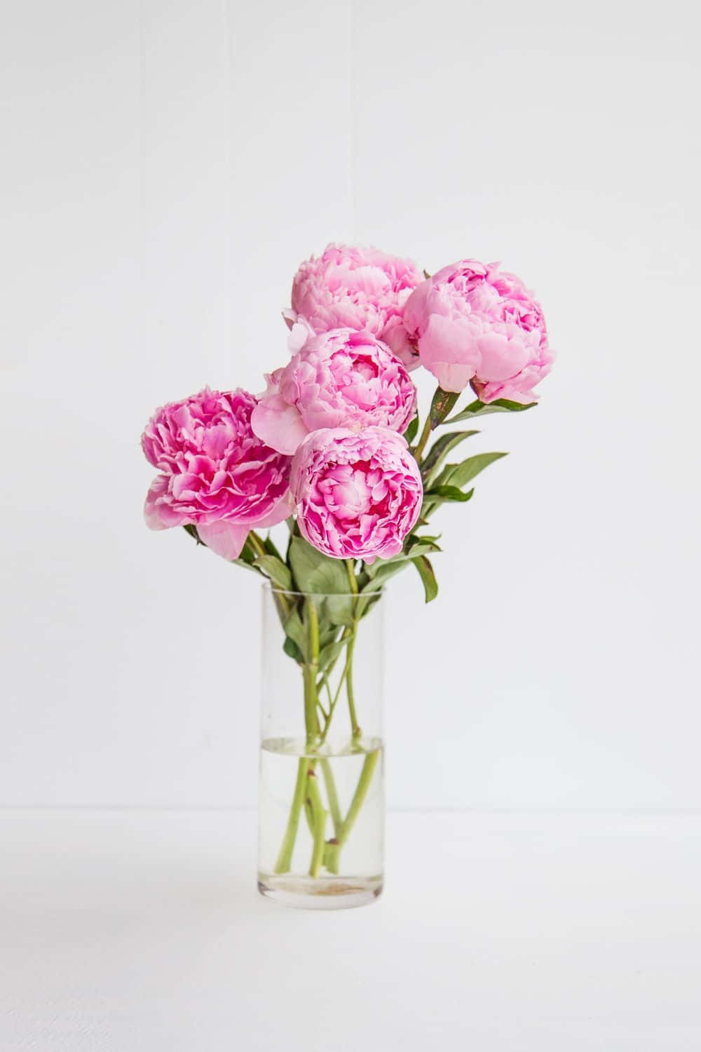 rosa pæoner i en vase Wallpaper