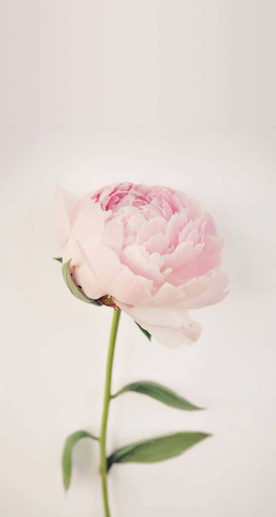 Nyd skønheden af peon blomster med din Iphone. Wallpaper