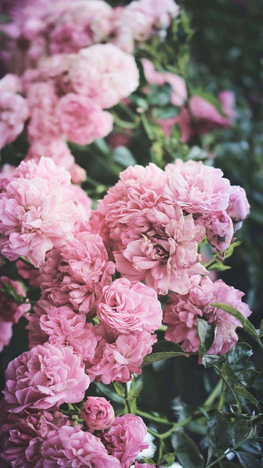 "Experience the beauty of nature with Peony Iphone" Wallpaper
