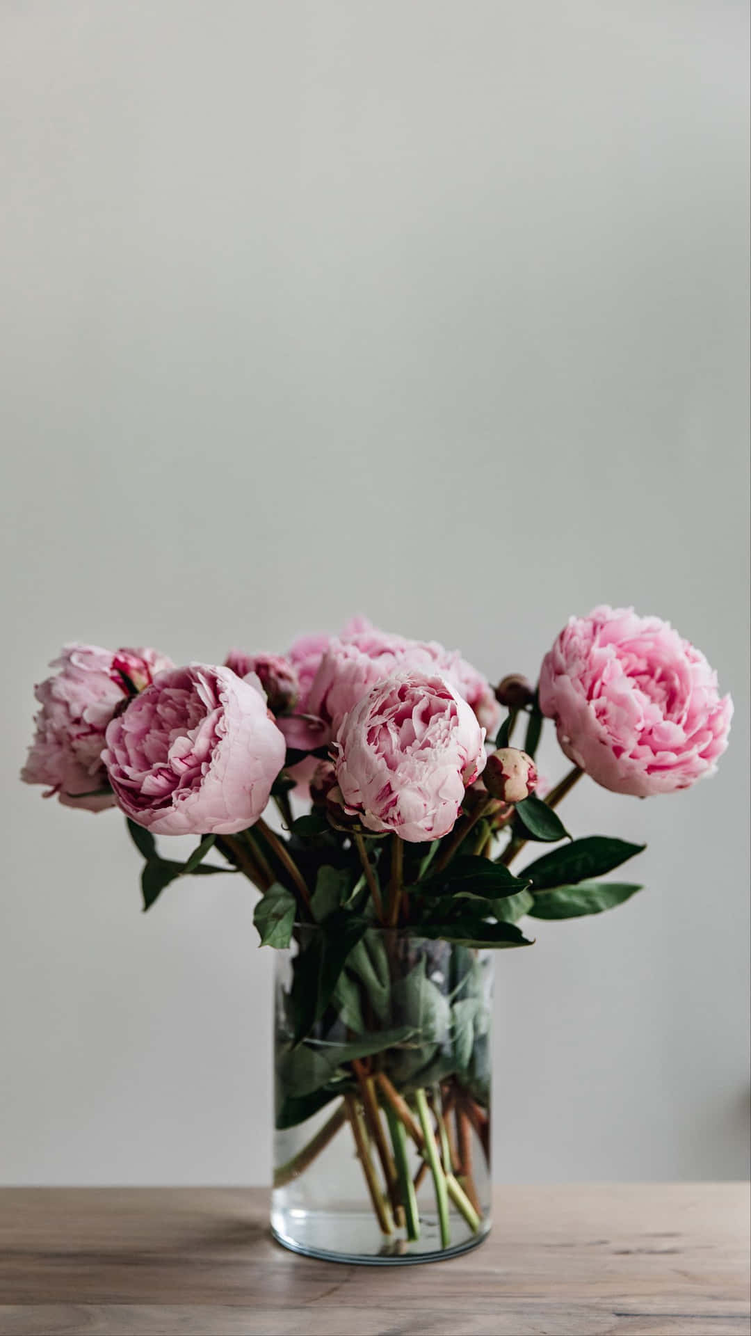 Enjoy the beauty of nature on your phone with the Peony iPhone wallpaper. Wallpaper