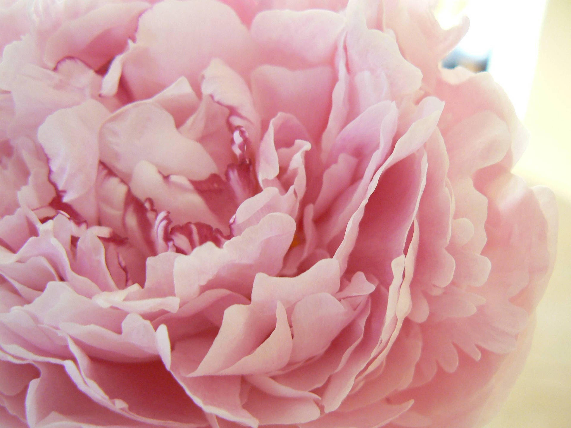 Pfingstrosenblütenin Rosa Wallpaper