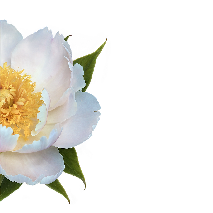 Peony Softness Png 22 PNG