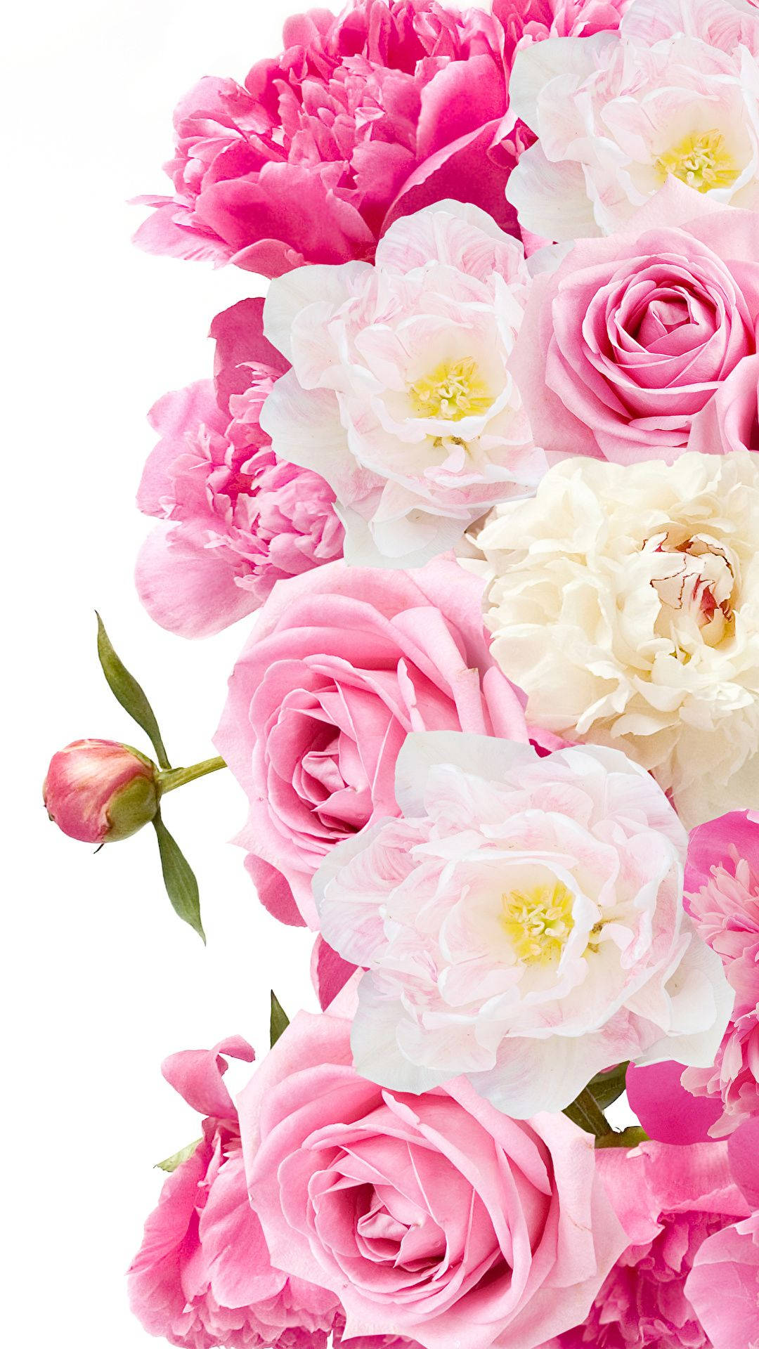 Peonymed Andra Rosa Blommor. Wallpaper