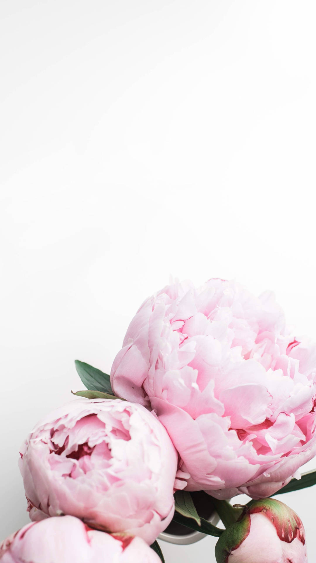 Peony With White Background Wallpaper