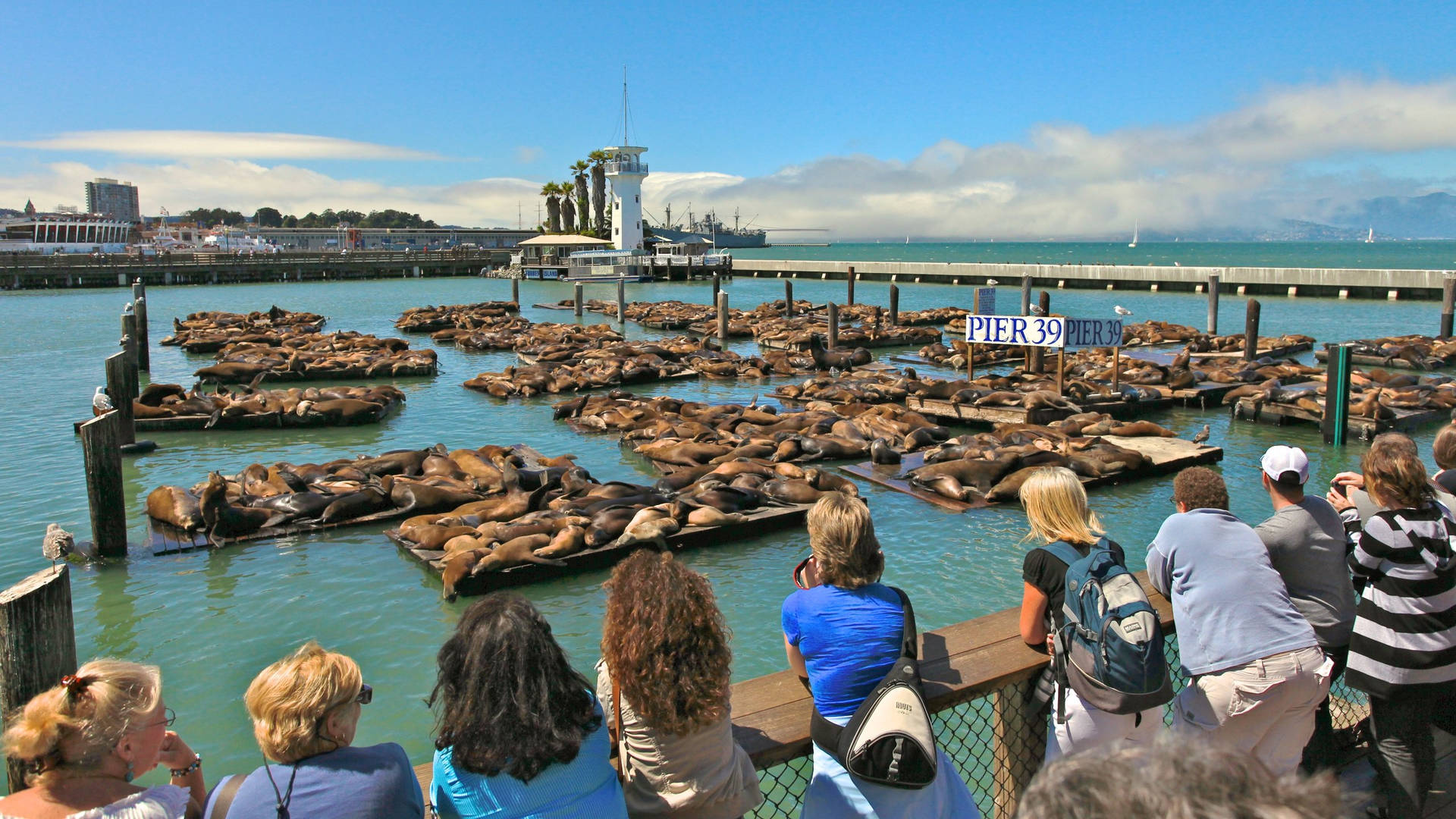 People And Sea Lions At Fishermans Wharf Wallpaper