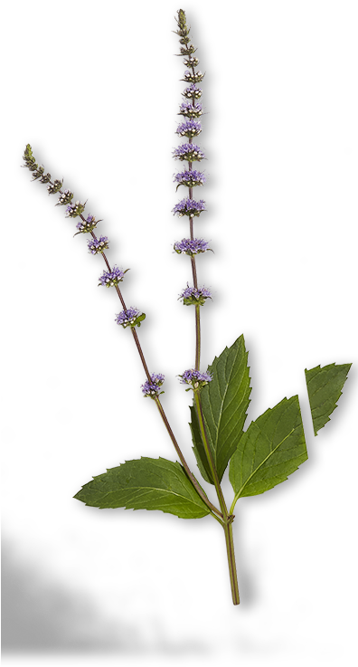Peppermint Plant Illustration PNG