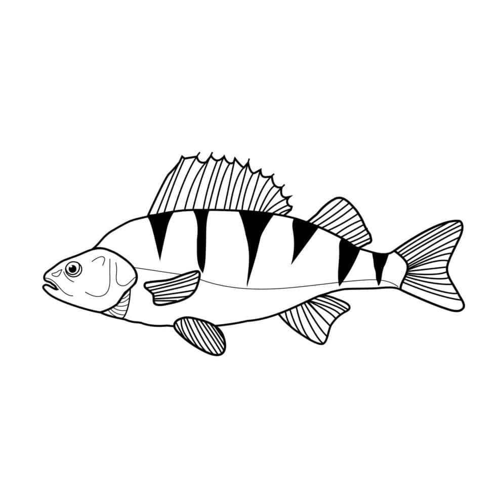 Perch Fish Line Art Illustration Wallpaper