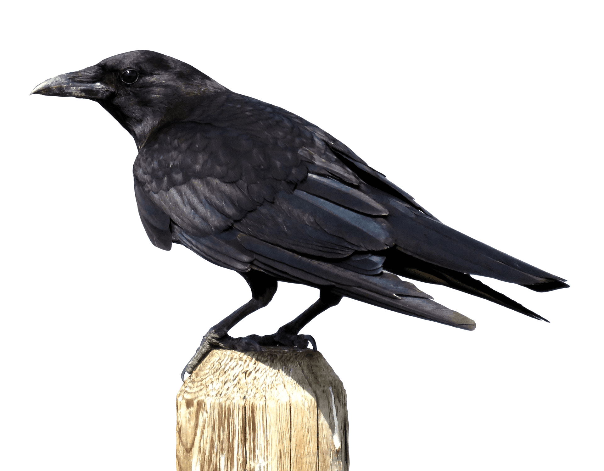 Perched Black Crow PNG