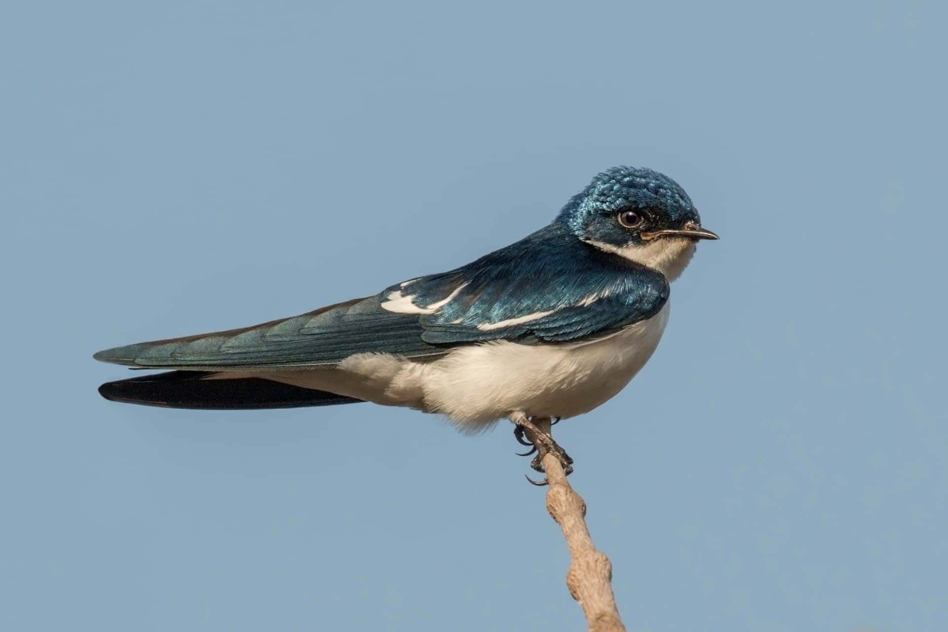 Perched Blueand White Swallow Wallpaper