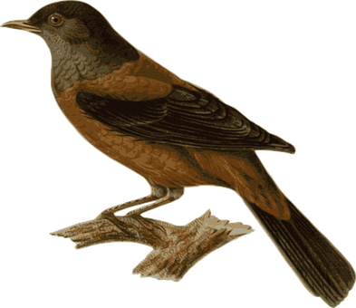 Perched Brown Bird Illustration PNG
